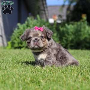Laura, French Bulldog Puppy